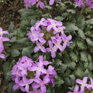 Hesperis breviscapa